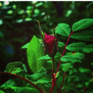 Meet your Posher, Mari